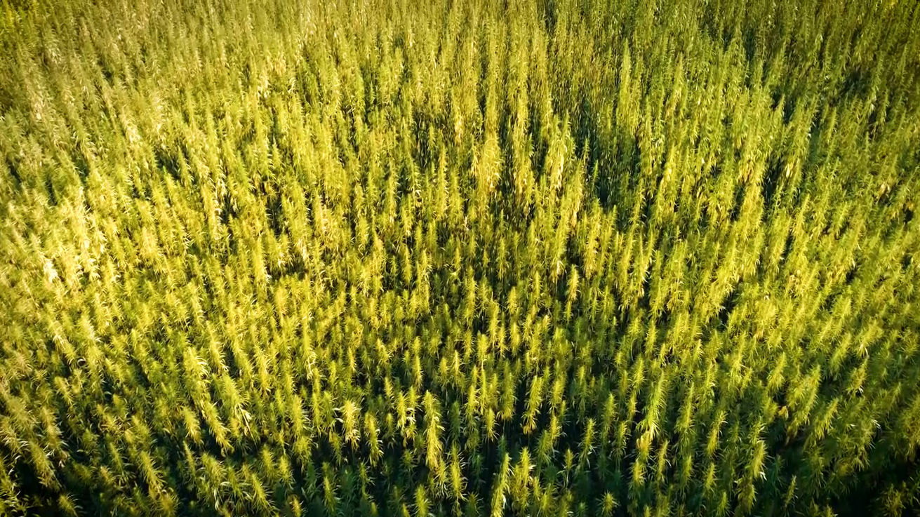 More Health Benefits of CBD